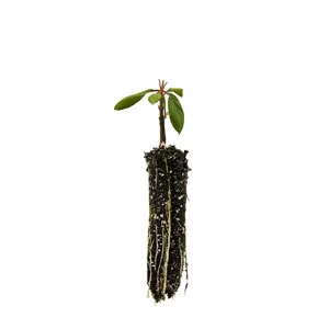 Pacific Dogwood | Small Tree Seedling